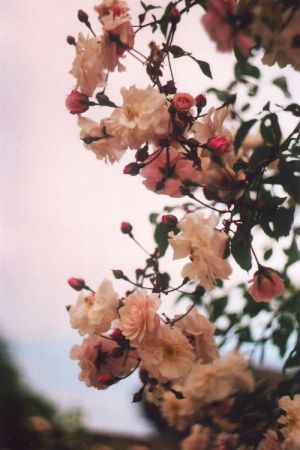 Seasons