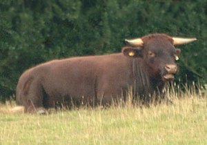 Farmer Joe's Bull