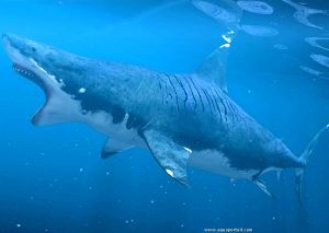 carcharodon-megalodon